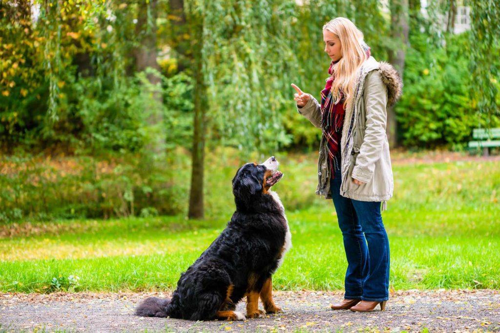 Why Bother With Obedience Training For My Dog?