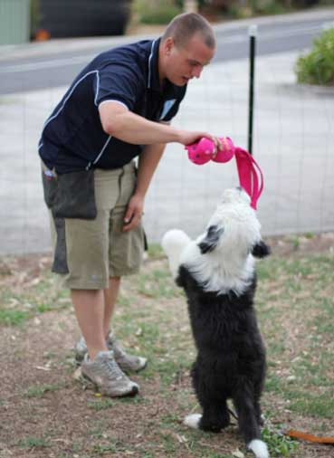 Chris Loverseed – Melbourne Dog Trainer