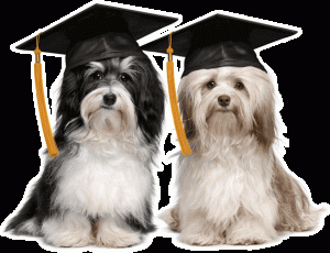 Puppies in University Caps