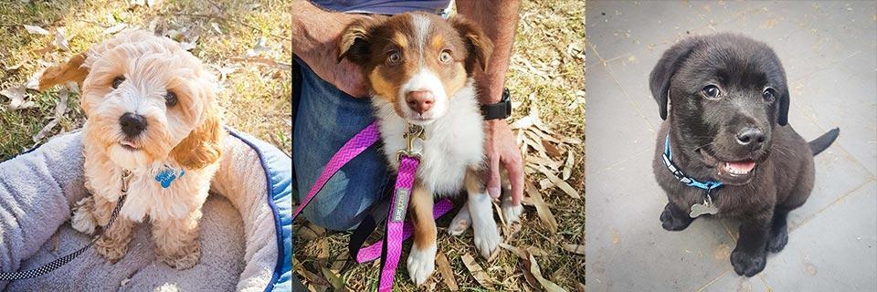 In Home Puppy Training