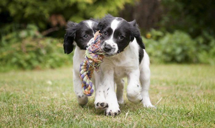 Puppy training school in Melbourne