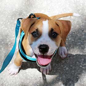 Leash Training For Your Puppy