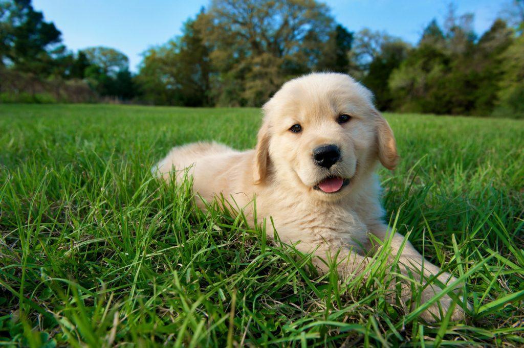 Puppy laying on grass