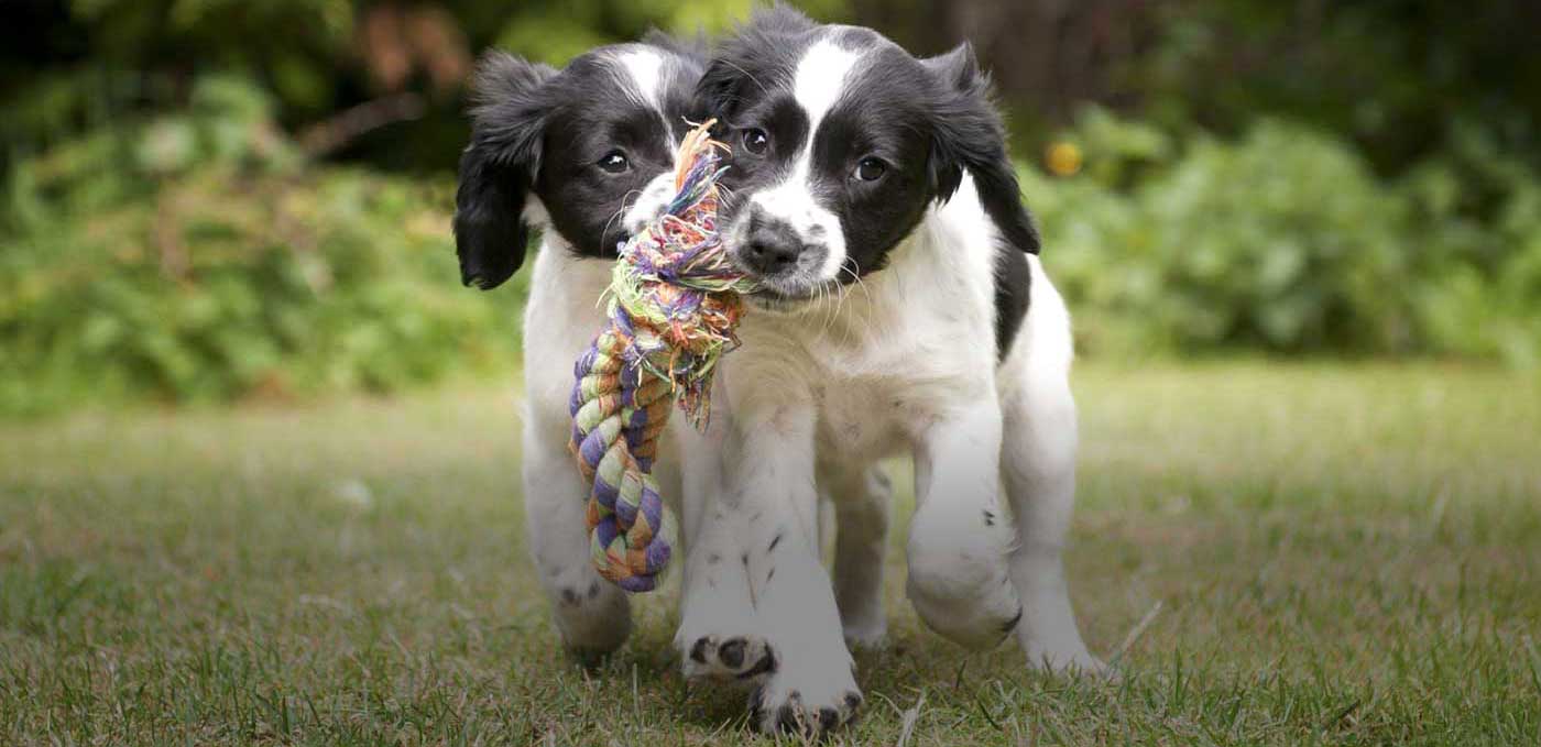 Melbourne Puppy School