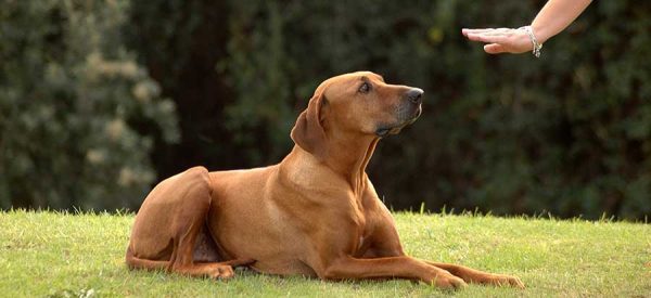 Puppy Dog Trainers In Box Hill Positive K9 Training