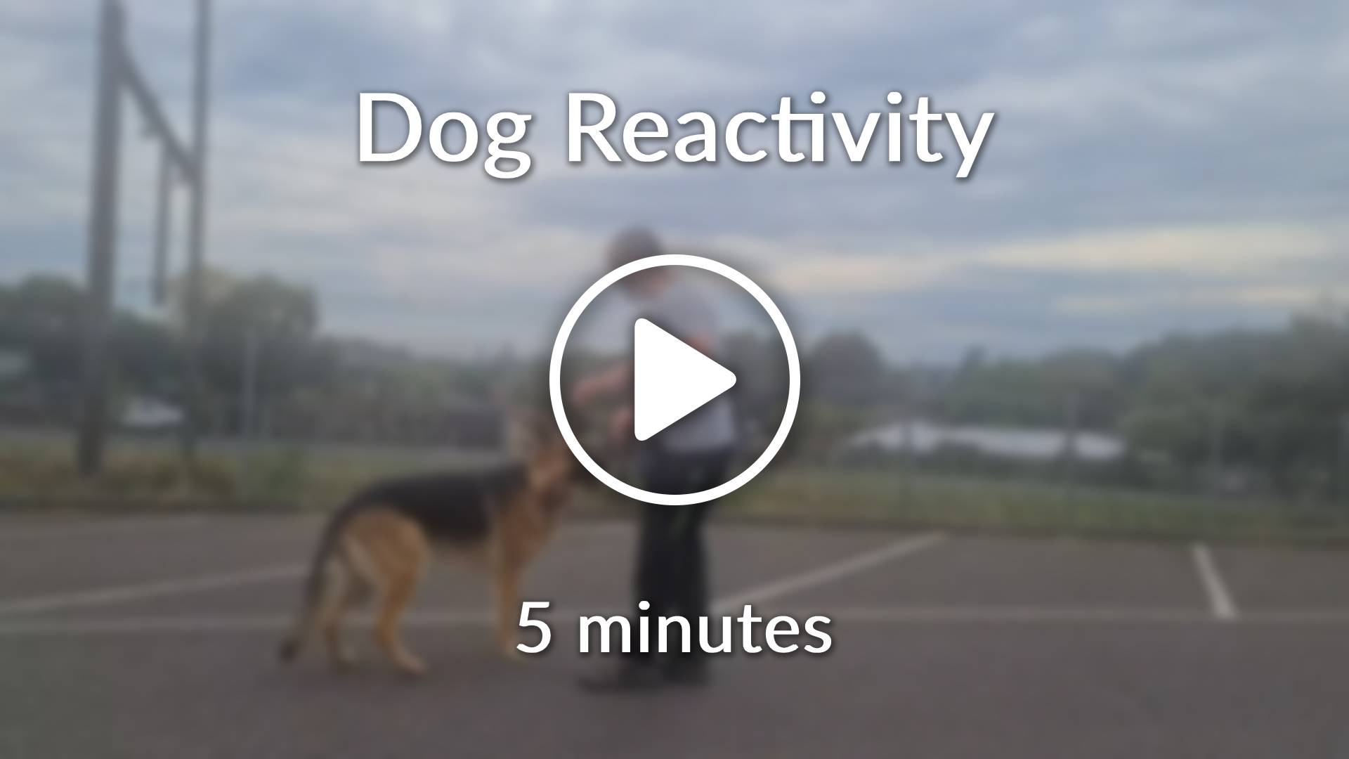 dog reactivity training