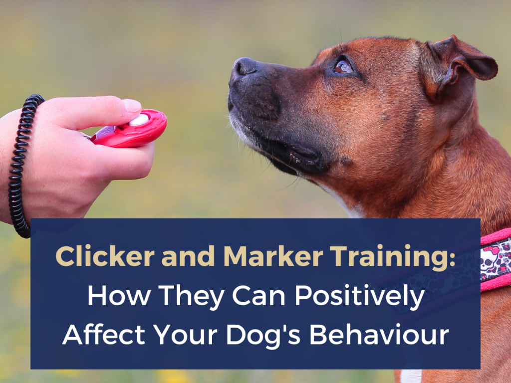 marker and clicker training