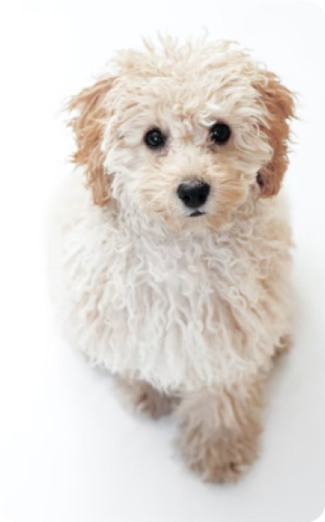 Mask Group (6) toy poodle