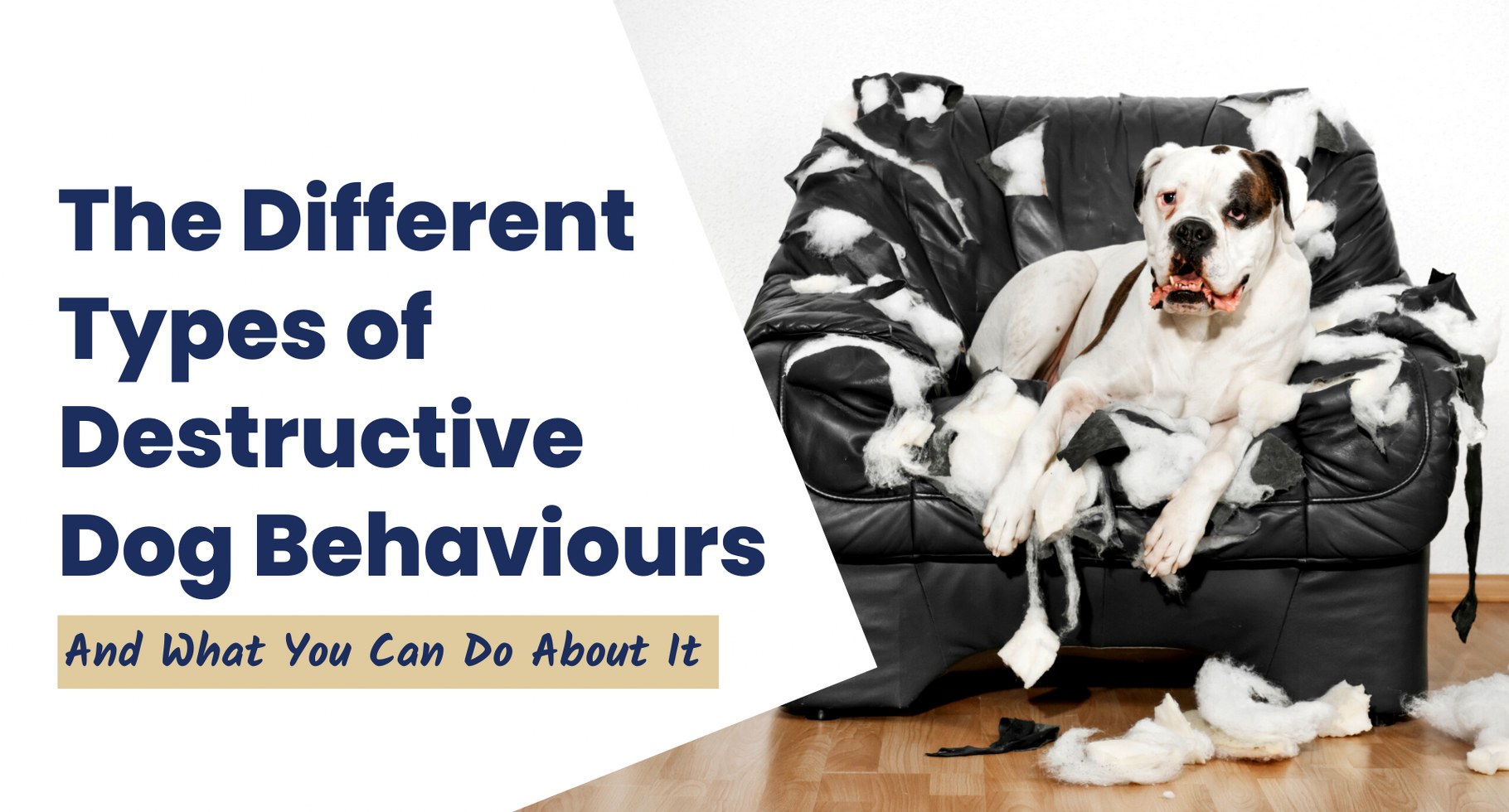 destructive-dog-behaviours-and-what-you-can-do-about-it