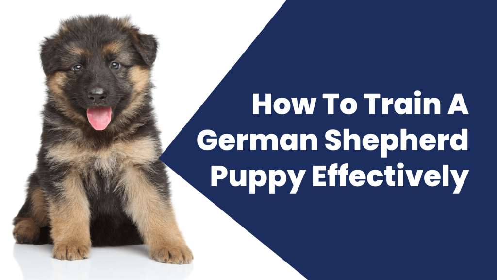 How to train a german shepherd puppy effectively