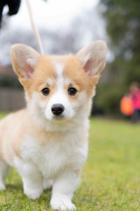Corgi being trained at our Melbourne Puppy School