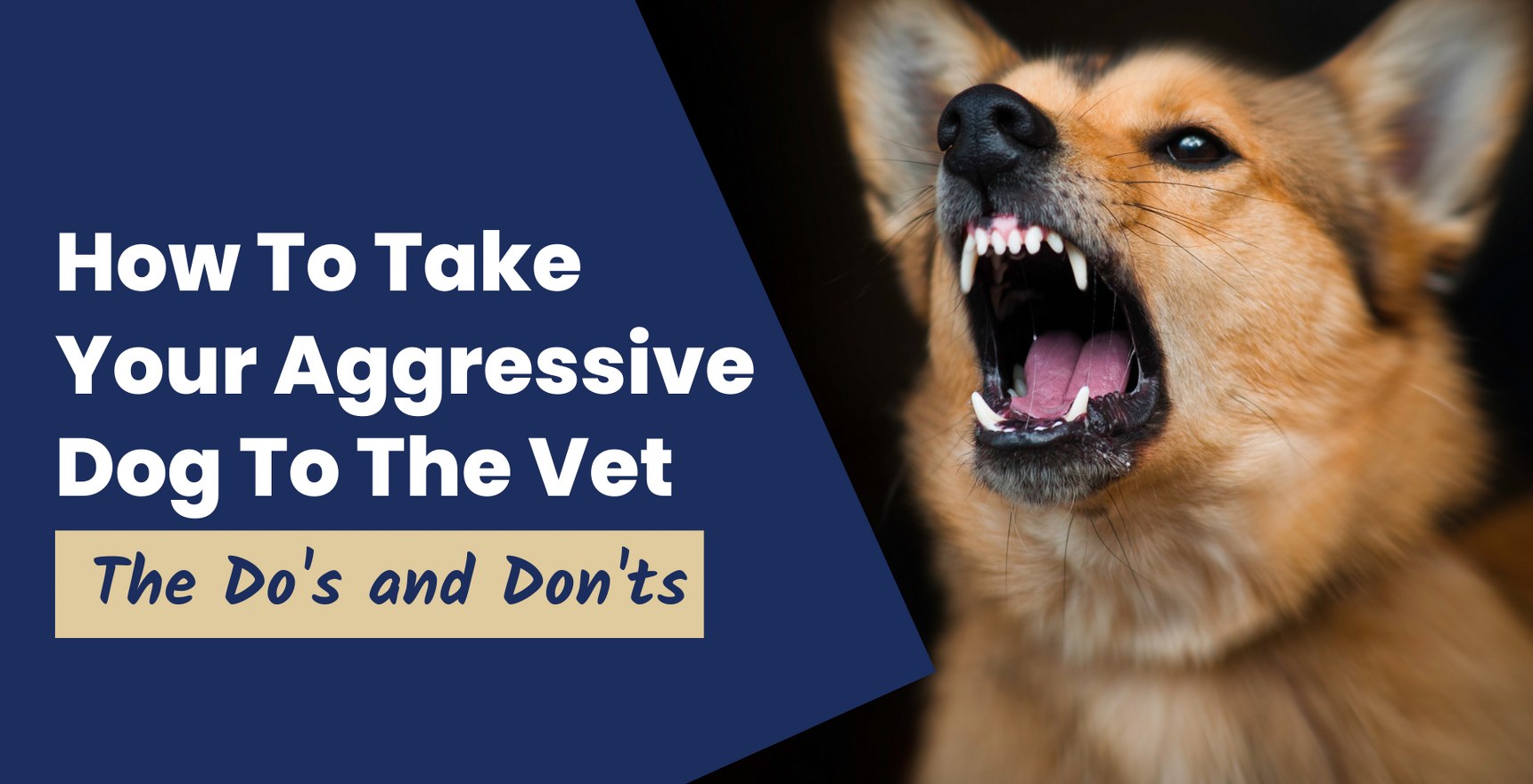 Do's and Don'ts When Taking An Aggressive Dog To The Vet