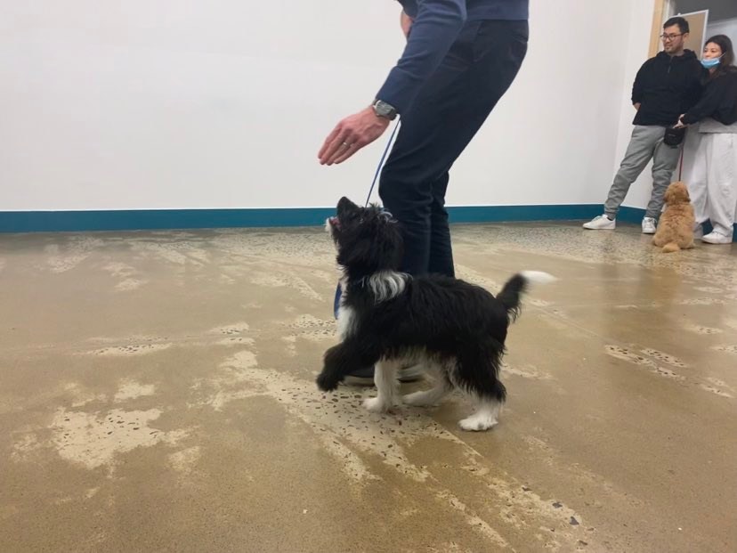 Puppy class in Vermont with a puppy learning to walk