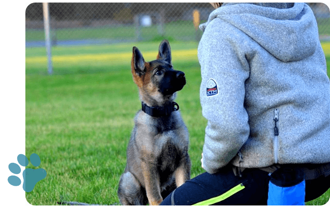 German shepherd puppy being trained as part of our perfect puppy package