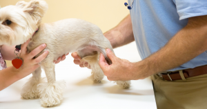 Dog being assessed for Canine Arthritis