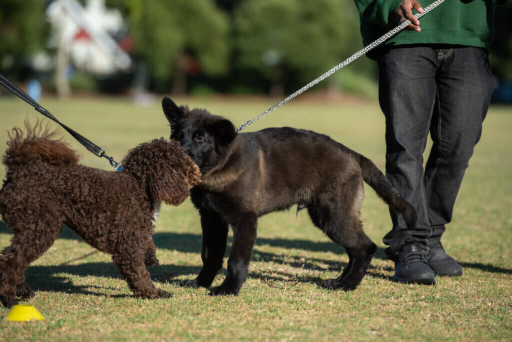 Puppies learning to socialise on leash