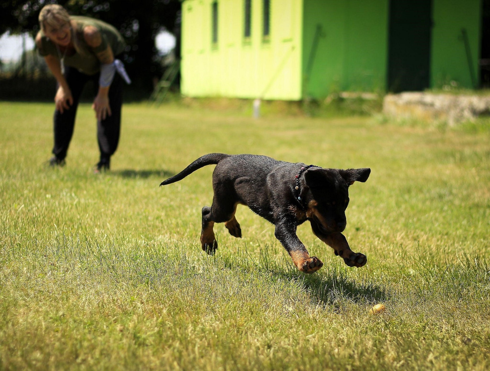 Running puppy