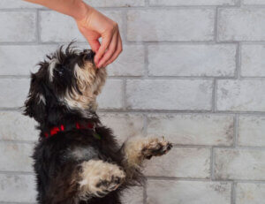 Top 11 Puppy Training Tips for New Owners - Positive K9 Training