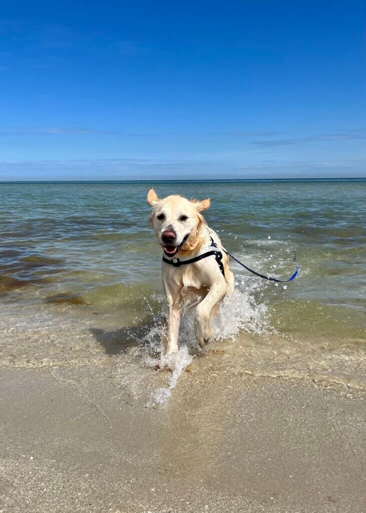 Dog running out of the ocean