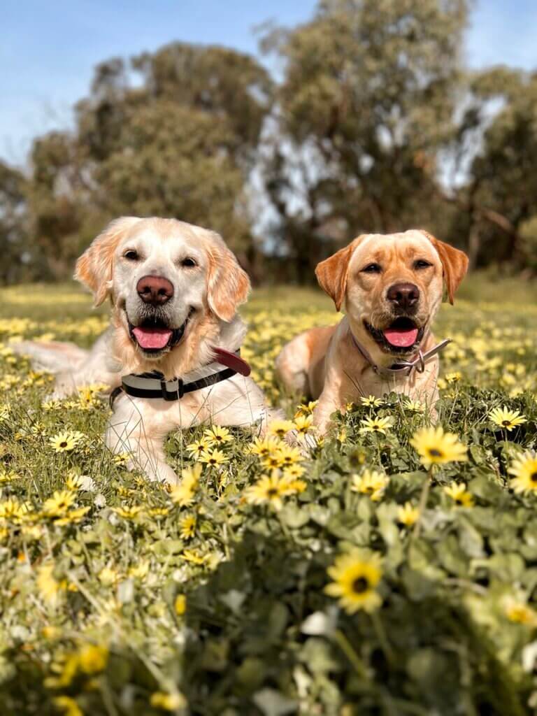 Two dogs in a field