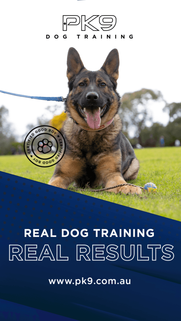 real dog training