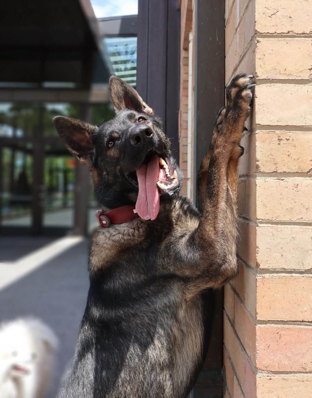 VIP Dog training client in Melbourne, German Shepherd posing for a photo