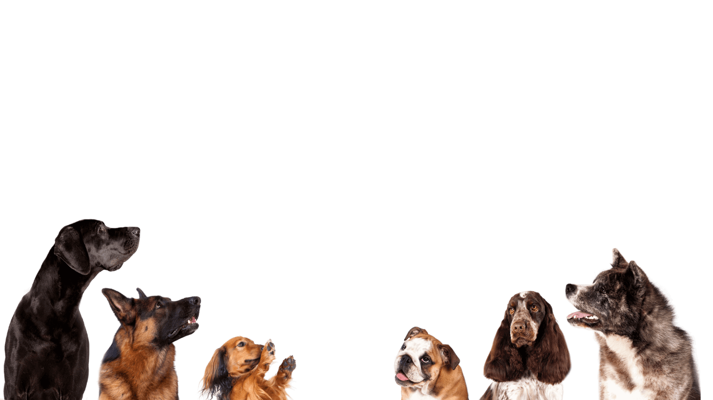 group of mixed breed dogs
