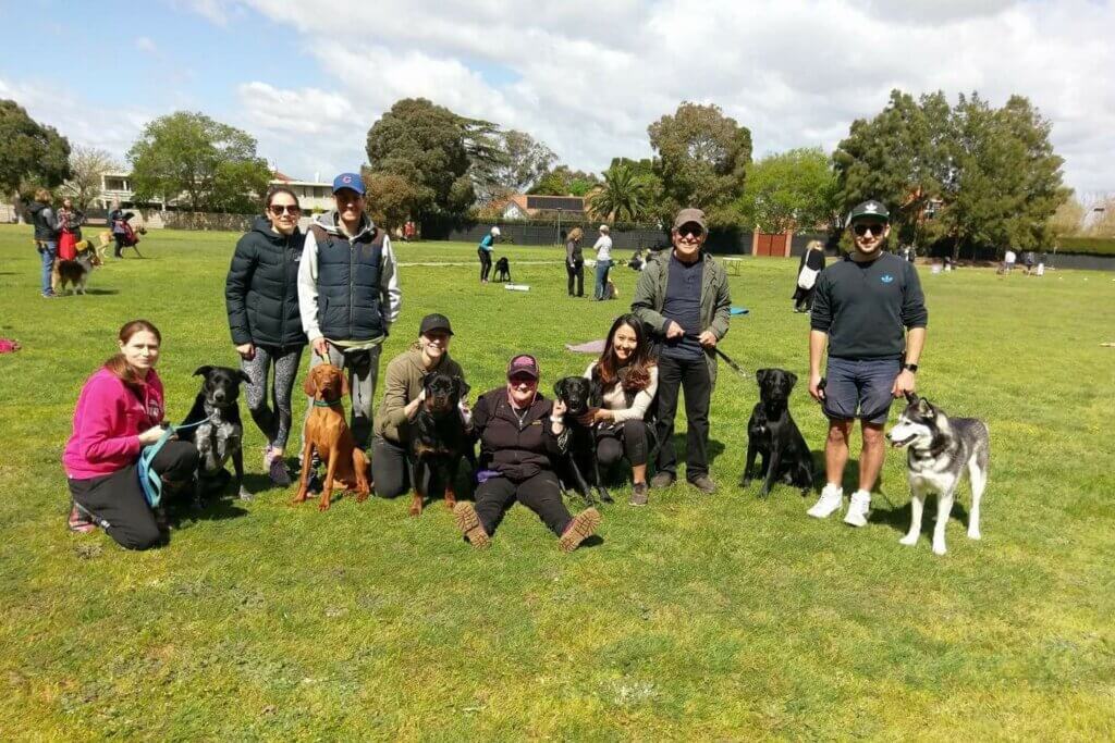 Ground obedience class in Melbourne, with a mix of dogs