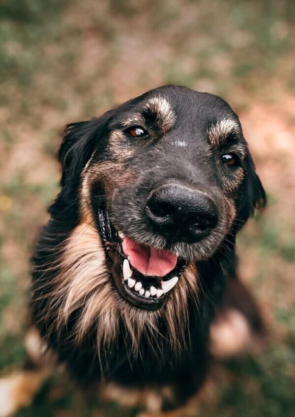 Dog Obedience Training Melbourne Behaviourist Training Package PK9