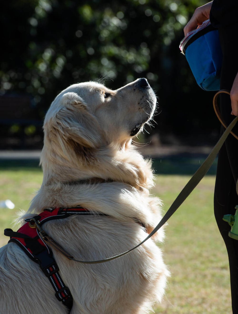 Golden Retriever sitting waiting for a treat during a VIP dog training session