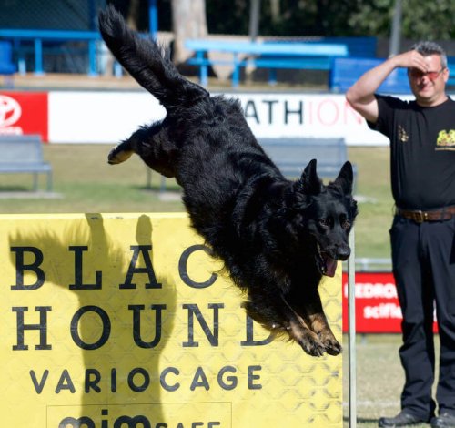 Ninja the German Shepherd going over a jump in a dog sport competition